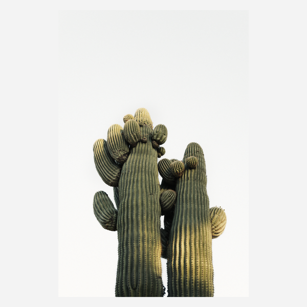 Desert Companions