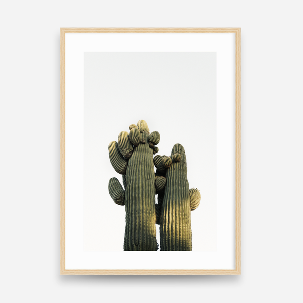 Desert Companions