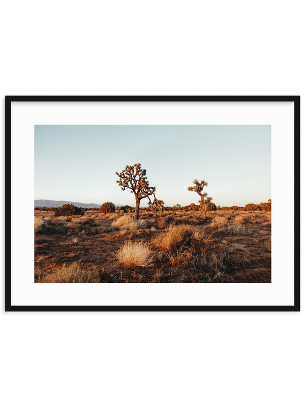 Desert Glow