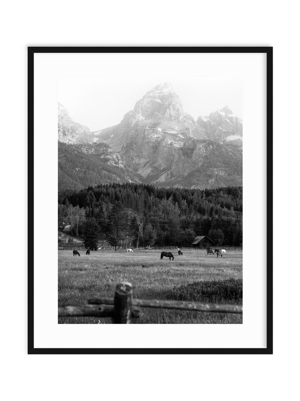 Morning Graze BW