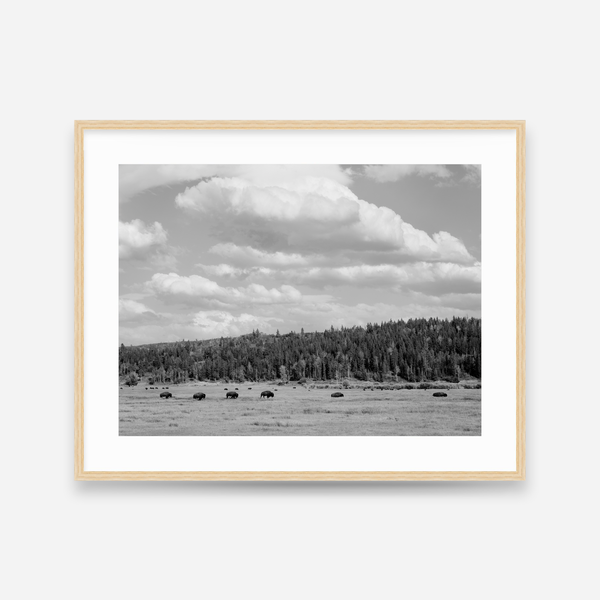 Bison Under A Western Sky