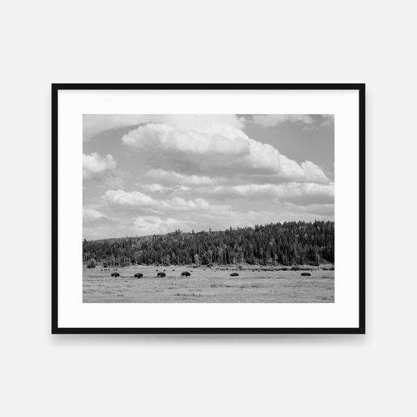 Bison Under A Western Sky