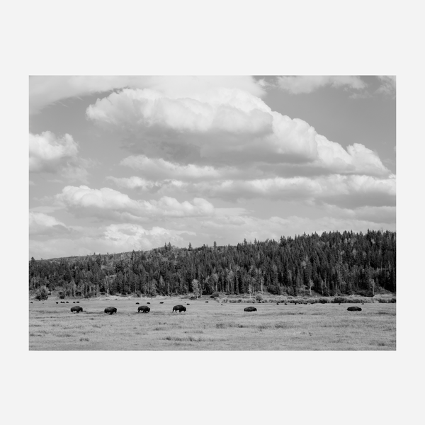 Bison Under A Western Sky