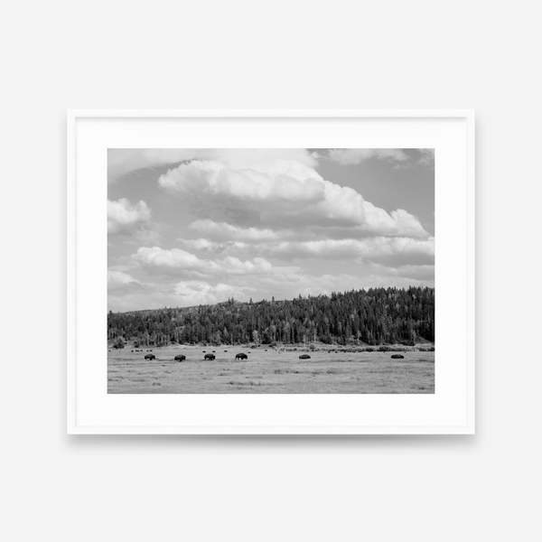 Bison Under A Western Sky