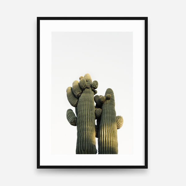 Desert Companions