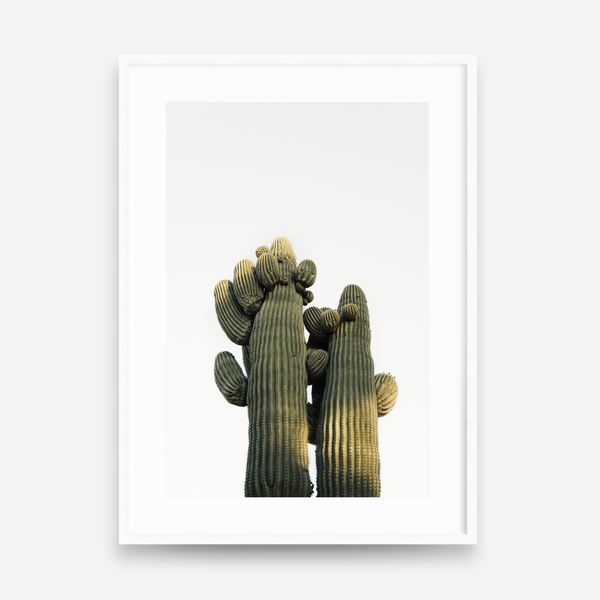 Desert Companions