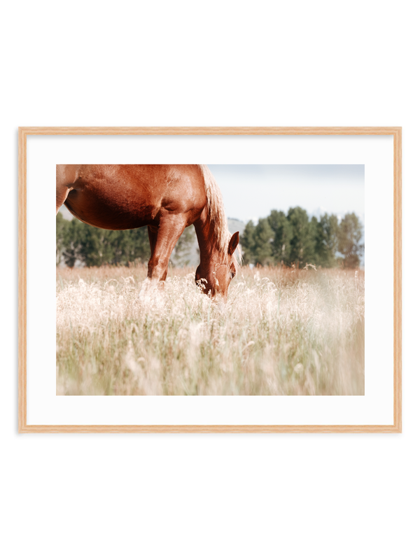Grace in the Meadow