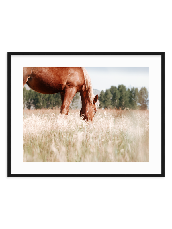 Grace in the Meadow