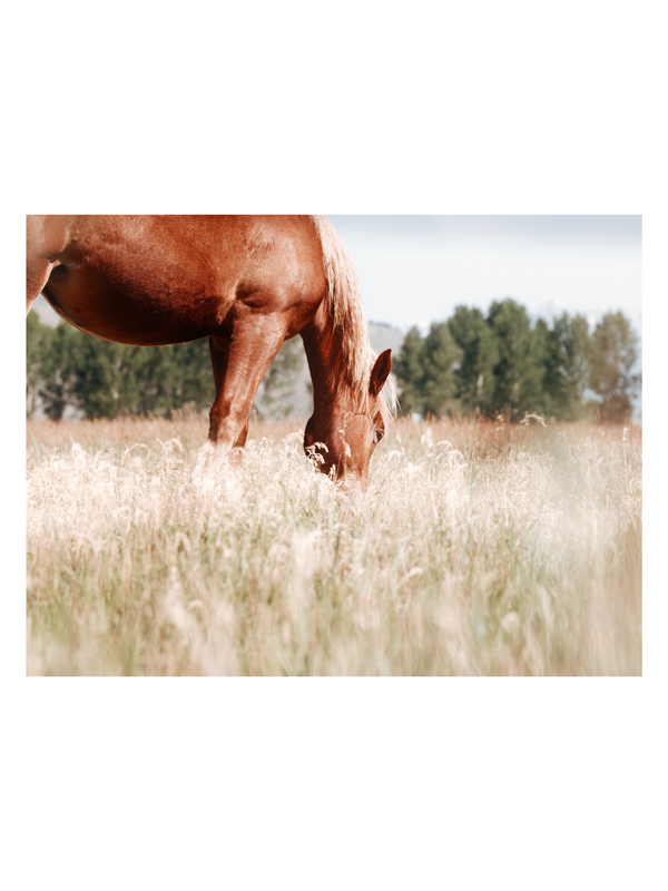 Grace in the Meadow