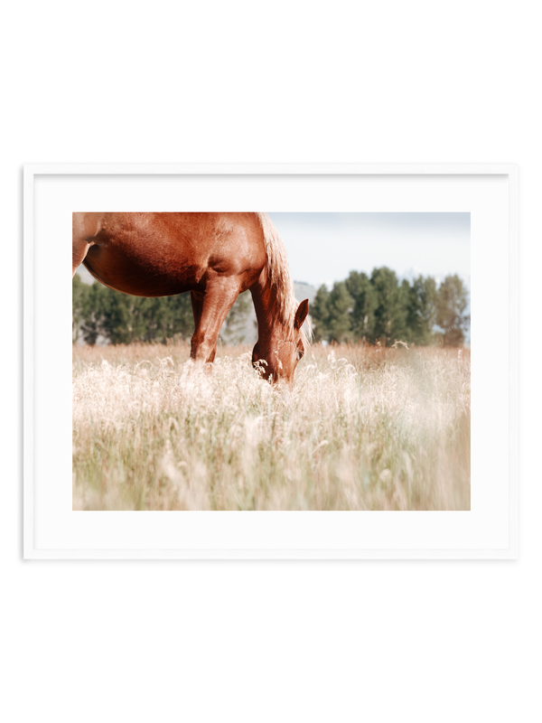 Grace in the Meadow