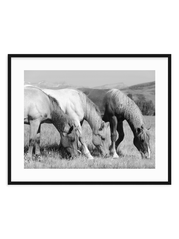 Harmony BW