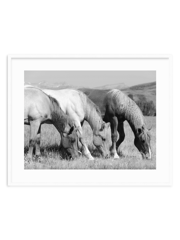 Harmony BW