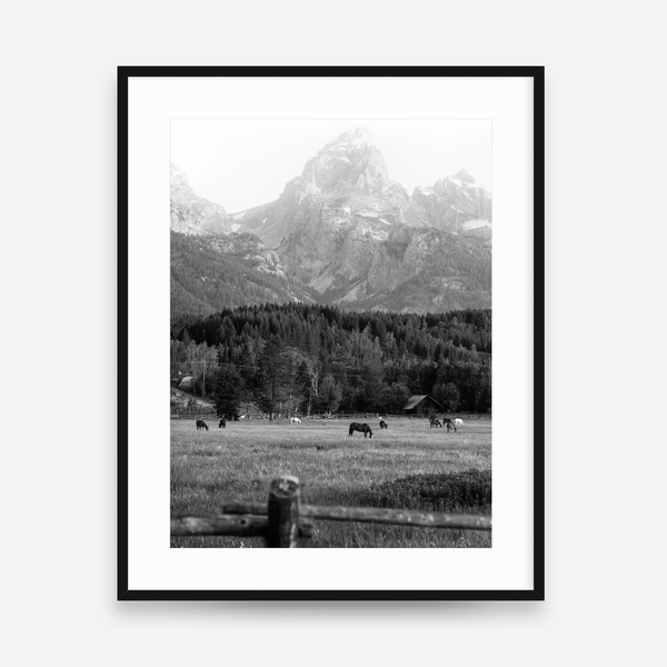 Morning Graze BW