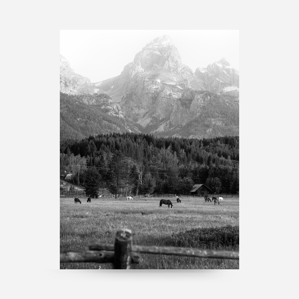 Morning Graze BW
