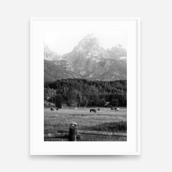 Morning Graze BW