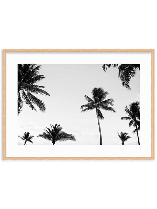 Palm Canopy
