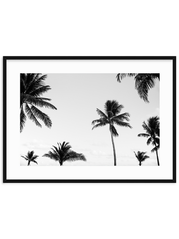 Palm Canopy