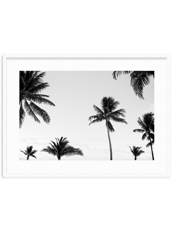Palm Canopy