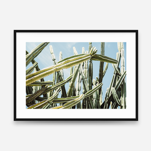 Framed photograph of a cactus plant against a blue sky