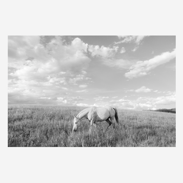 White Horse in Cloud Country BW