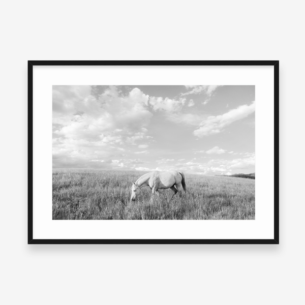 White Horse in Cloud Country BW