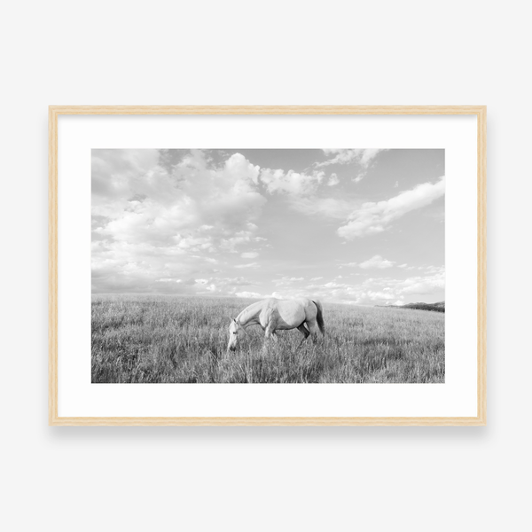 White Horse in Cloud Country BW