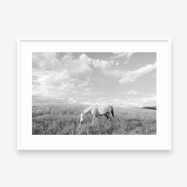 White Horse in Cloud Country BW